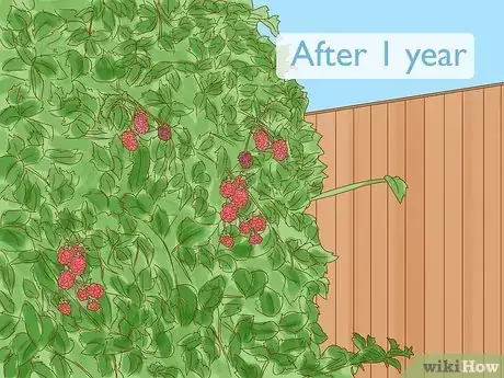 Image titled Grow Boysenberries Step 13