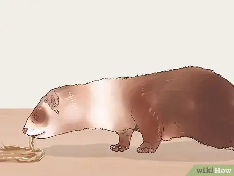Image titled Spot Signs of Illness in a Ferret Step 15
