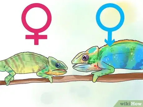 Image titled Tell if a Chameleon Is Male or Female Step 3