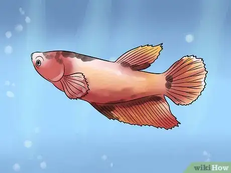 Image titled Identify Different Betta Fish Step 8