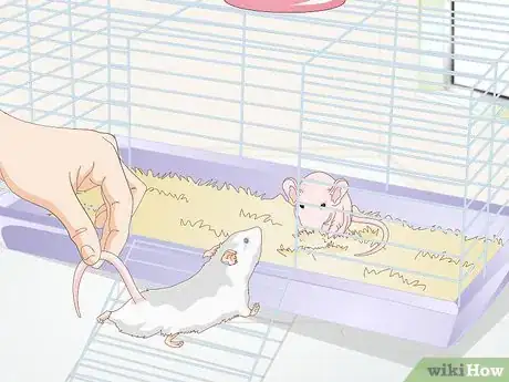 Image titled Care for a Hairless Rat Step 10