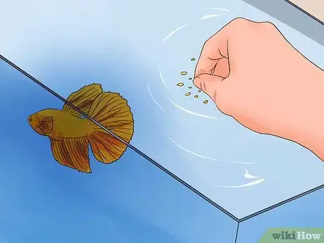 Image titled Tell if a Betta Fish Is Sick Step 4
