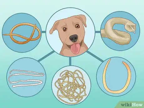 Image titled Prevent Worms in Dogs Step 12