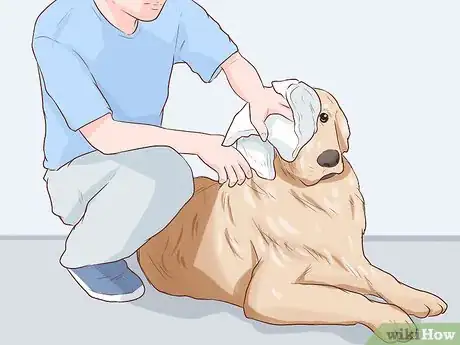 Image titled Handle Late Whelping in Dogs Step 10