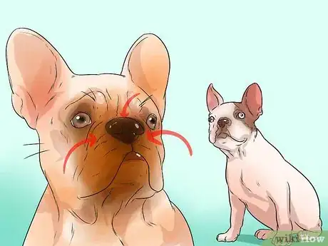 Image titled Treat Breathing Problems in French Bulldogs Step 4