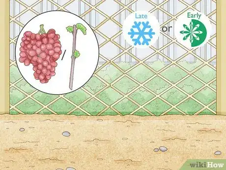 Image titled Grow Grape Vines Step 6