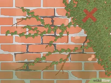 Image titled Grow Ivy on a Brick Wall Step 2