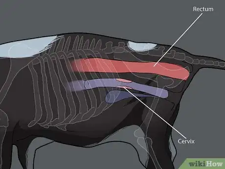 Image titled Detect Pregnancy in Cows and Heifers with Rectal Palpation Step 7