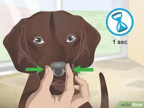 Image titled Stop Reverse Sneezing in Dogs Step 3