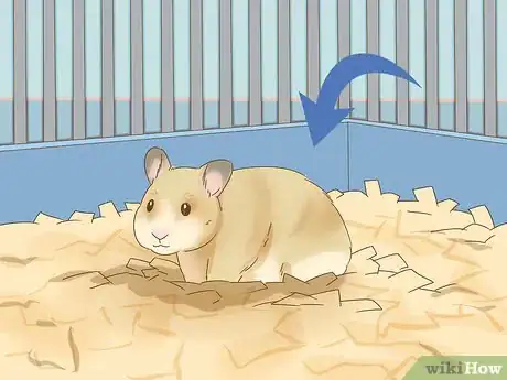 Image titled Give Your Hamster a Bath Step 16