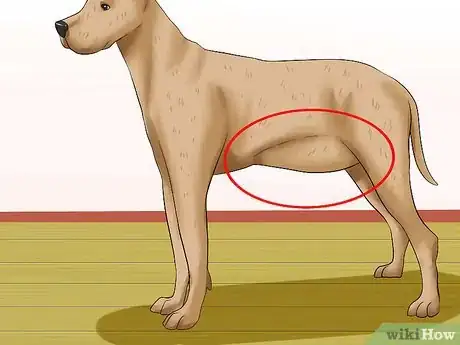 Image titled Diagnose Bloat in Great Danes Step 1