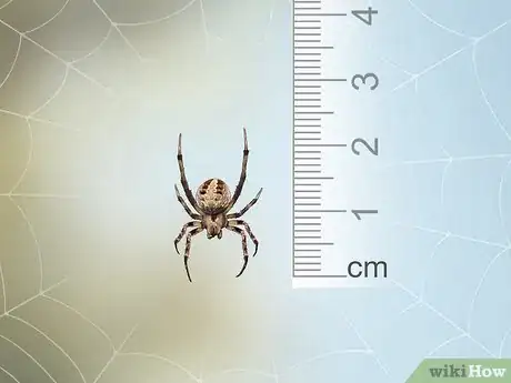 Image titled Identify a Barn Spider Step 1