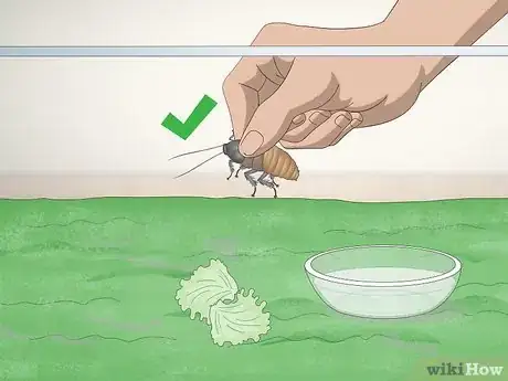 Image titled Care for a Madagascar Hissing Cockroach Step 8