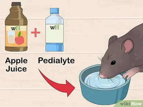 Image titled Treat Ear Infections in Rats Step 14