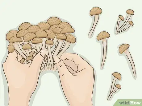 Image titled Cook Bunashimeji Mushrooms Step 3