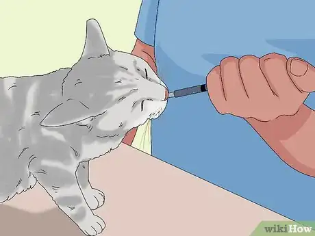 Image titled Treat a Cat with Bloody Diarrhea Step 5