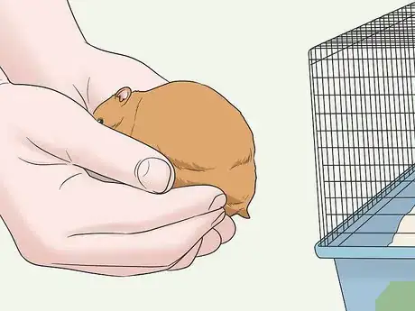 Image titled Hold a Hamster Step 7