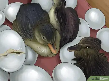 Image titled Hatch a Mallard Duck Egg Step 11