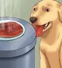 Teach Your Dog Not to Get Into Garbage Cans