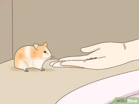 Image titled Train Your Hamster to Come when You Call Step 8