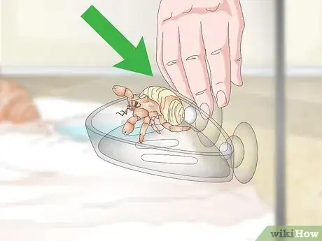 Image titled Decorate Your Hermit Crab's Tank Step 10
