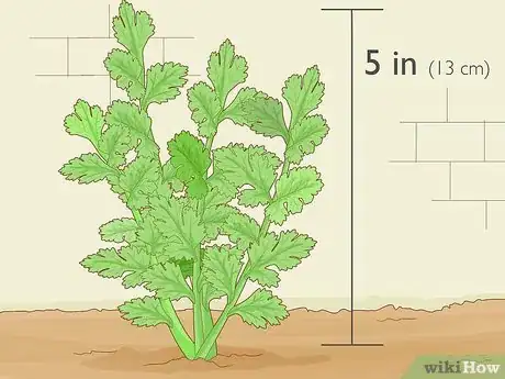 Image titled Grow Parsley from Cuttings Step 2