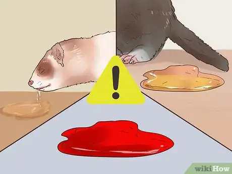 Image titled Spot Signs of Illness in a Ferret Step 16