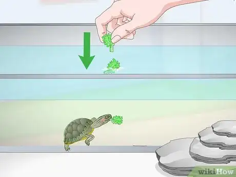Image titled Feed a Red‐Eared Slider Turtle Step 12