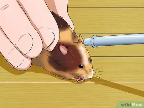 Image titled Feed a Hamster Medicine Step 14