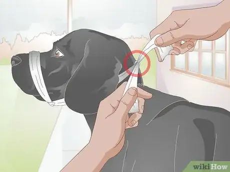 Image titled Apply a Gauze Muzzle to a Dog Step 8