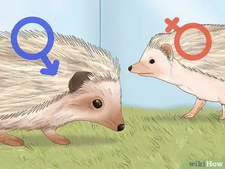 Image titled Buy a Hedgehog Step 8