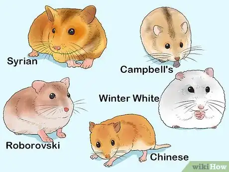 Image titled Convince Your Parents to Get You a Hamster Step 2
