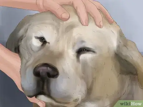 Image titled Express a Dog's Anal Gland Step 9