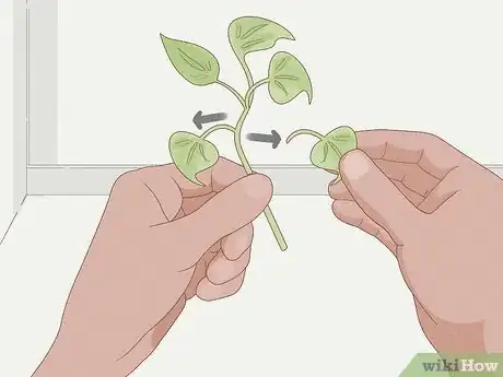 Image titled Grow Philodendron from Cuttings Step 6