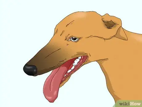 Image titled Identify a Greyhound Step 2