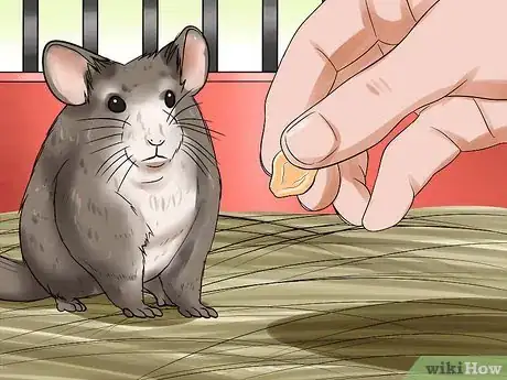 Image titled Tame Your Chinchilla Step 2