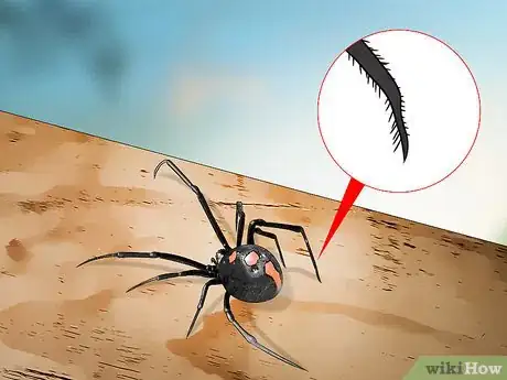 Image titled Identify a Black Widow Spider Step 4