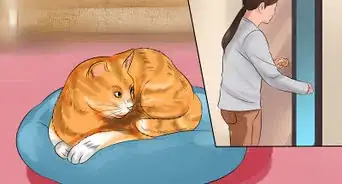 Move with a Cat