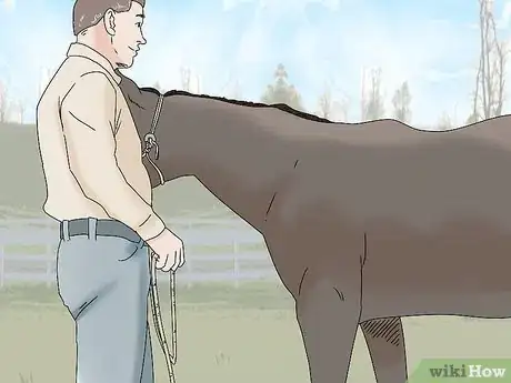 Image titled Teach Your Horse to Back up from the Ground Step 10