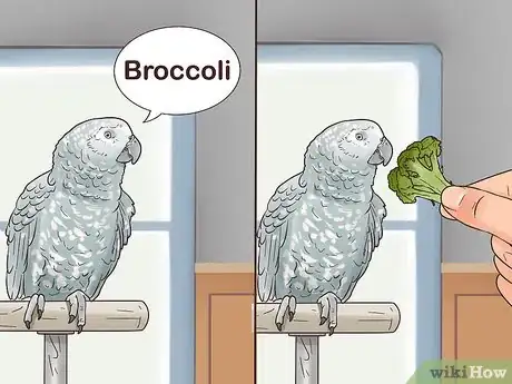 Image titled Encourage an African Grey Parrot to Speak Step 12