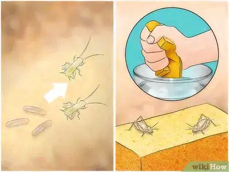 Image titled Feed Crickets to Reptiles Step 13