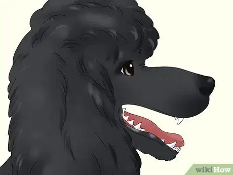 Image titled Identify a Poodle Step 4