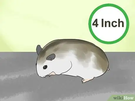 Image titled Know if a Hamster Is Right for You Step 15