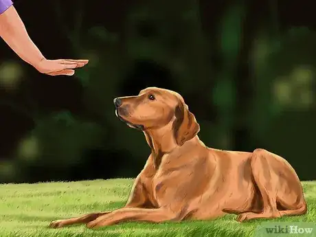 Image titled Encourage Your Senior Dog to Play Step 2