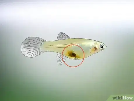 Image titled Tell if Your Fish Is Having Babies Step 5