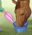 Hand Feed a Horse