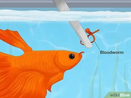 Image titled Prevent Stress in Pet Fish Step 7