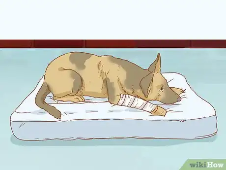 Image titled Help a Dog Recover from a Broken Leg Step 17