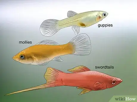 Image titled Tell if Your Fish Is Having Babies Step 1