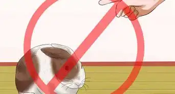 Teach Your Rabbit to Go Back to His Hutch
